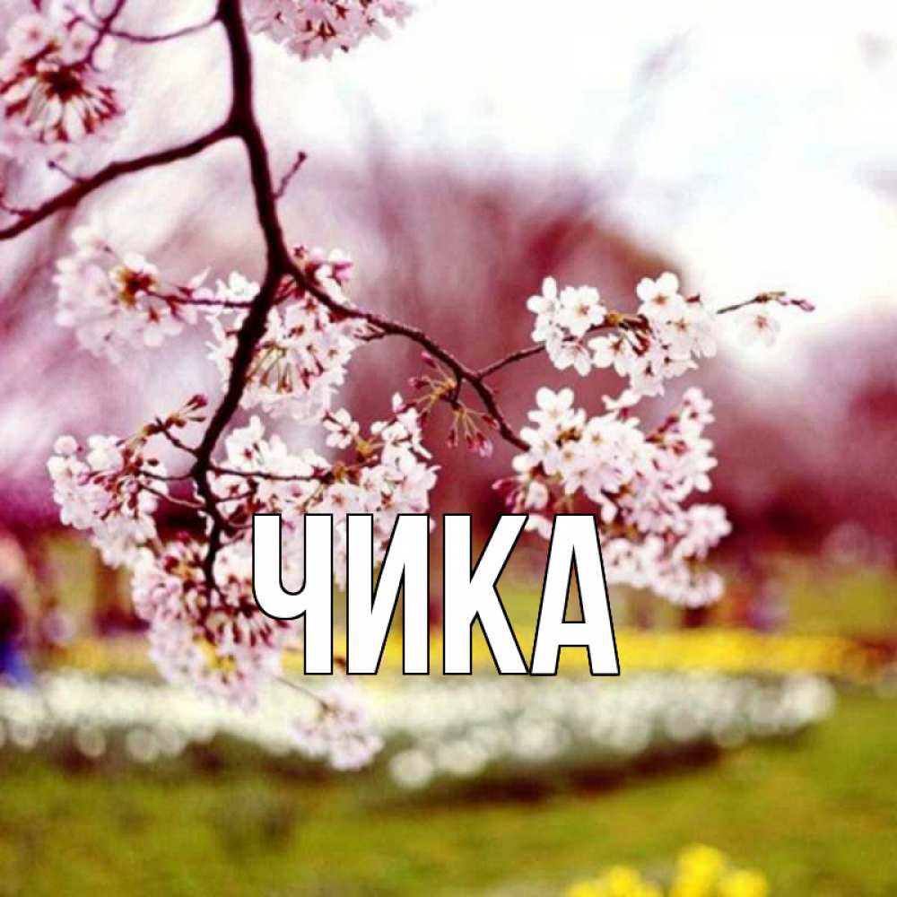 Открытка на каждый день с именем, Чика Главная яблоня Прикольная открытка с пожеланием онлайн скачать бесплатно 