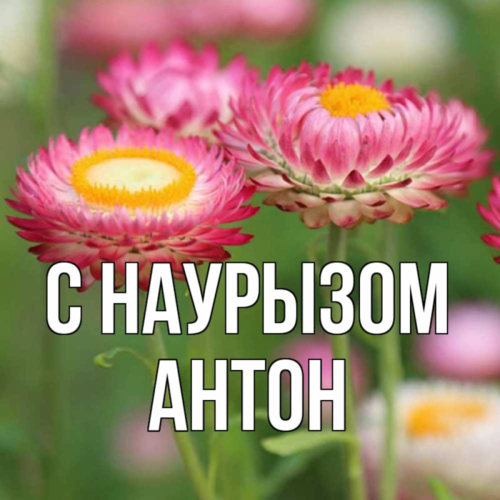 Открытка на каждый день с именем, Антон С наурызом подарок на международный женский день Прикольная открытка с пожеланием онлайн скачать бесплатно 
