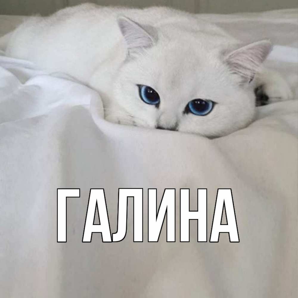 Открытка на каждый день с именем, Галина Главная белый кот с голубыми глазами на белоснежной кровати Прикольная открытка с пожеланием онлайн скачать бесплатно 