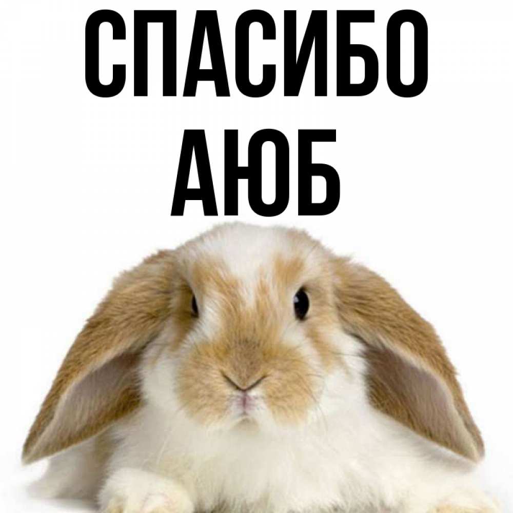 Спасибо Заяц