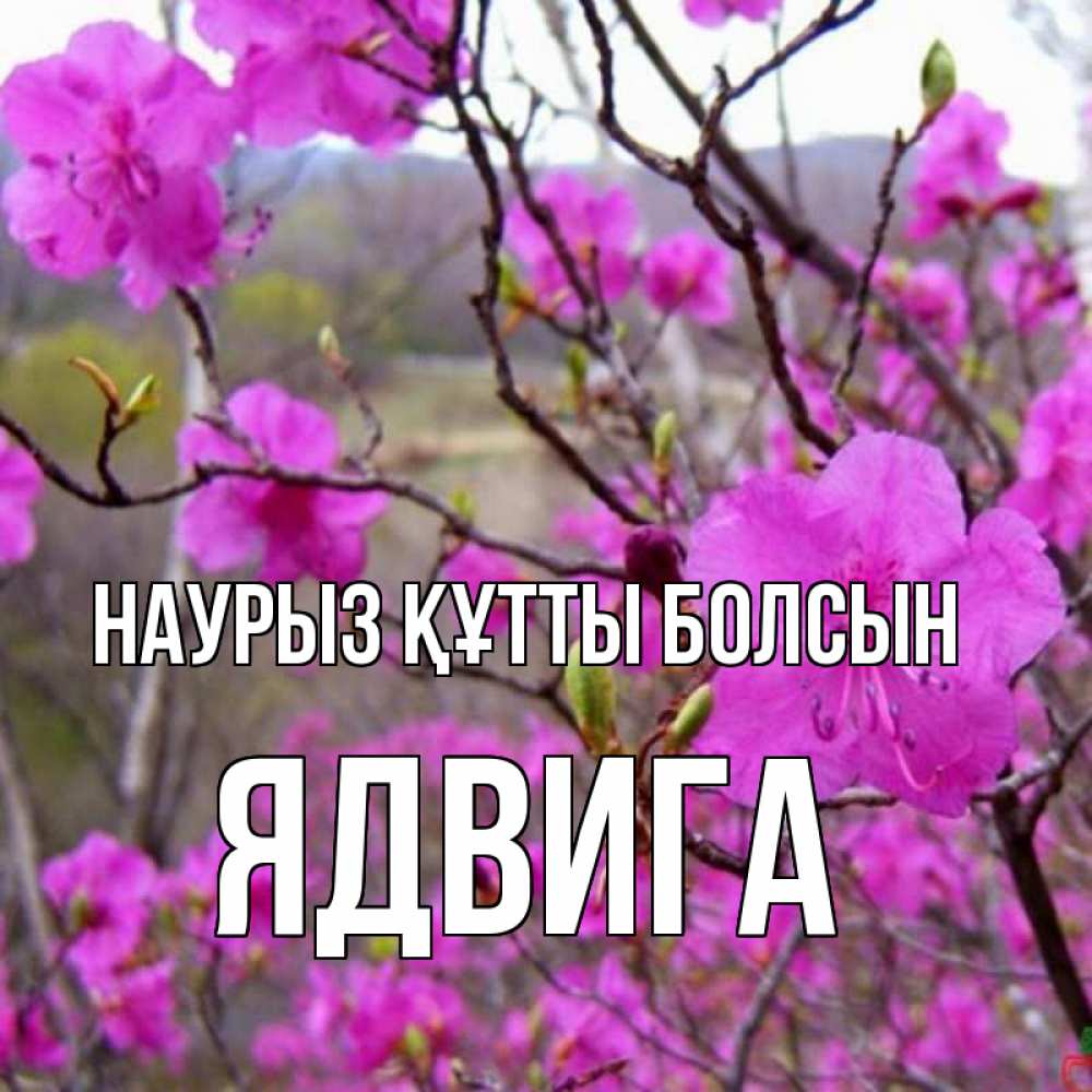 Открытка на каждый день с именем, Ядвига Наурыз құтты болсын наурыз мейрамы кутты болсын Прикольная открытка с пожеланием онлайн скачать бесплатно 