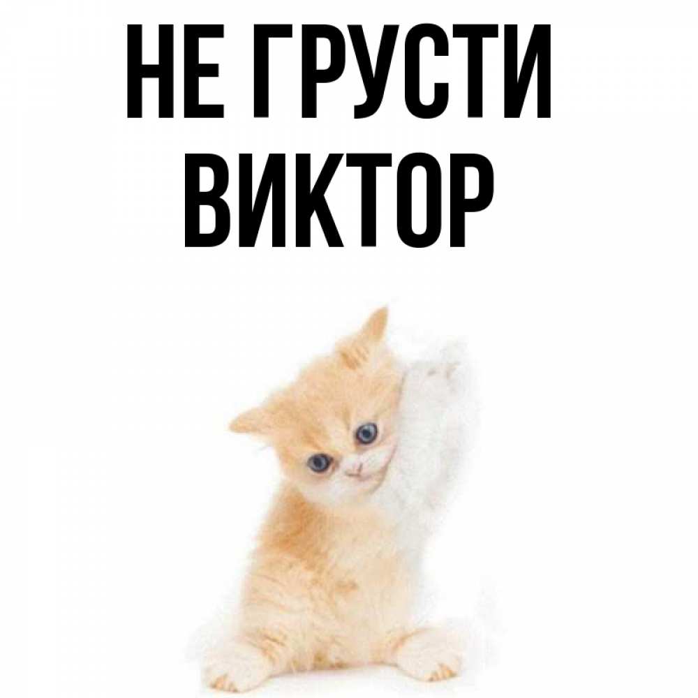 Открытка на каждый день с именем, Виктор Не грусти просящий кот Прикольная открытка с пожеланием онлайн скачать бесплатно 