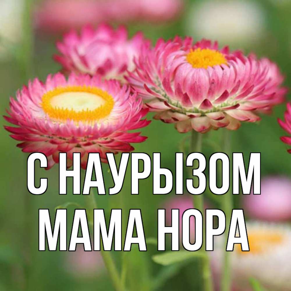 Открытка на каждый день с именем, Мама-Нора С наурызом подарок на международный женский день Прикольная открытка с пожеланием онлайн скачать бесплатно 