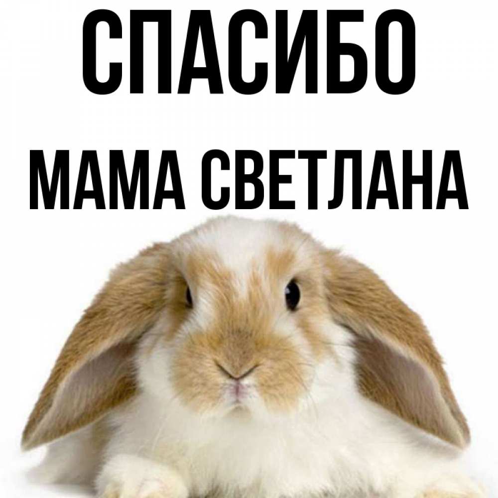 Открытка на каждый день с именем, Мама-Светлана Спасибо коричнево белый заяц Прикольная открытка с пожеланием онлайн скачать бесплатно 