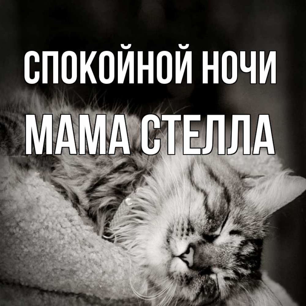 Открытка на каждый день с именем, Мама-Стелла Спокойной ночи котярик пушистый Прикольная открытка с пожеланием онлайн скачать бесплатно 