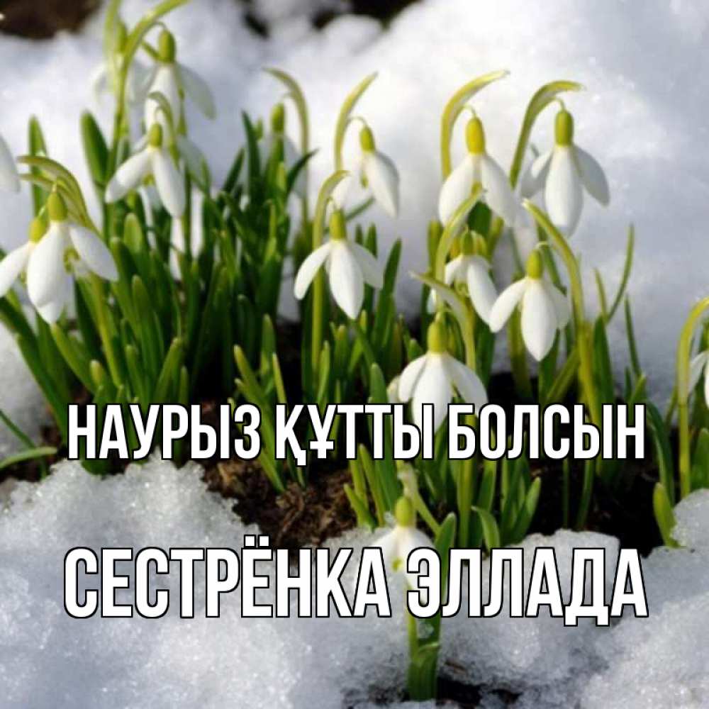 Открытка на каждый день с именем, Сестрёнка-Эллада Наурыз құтты болсын цветы весенние Прикольная открытка с пожеланием онлайн скачать бесплатно 