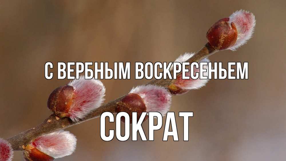 Открытка на каждый день с именем, Сократ С вербным воскресеньем верба Прикольная открытка с пожеланием онлайн скачать бесплатно 