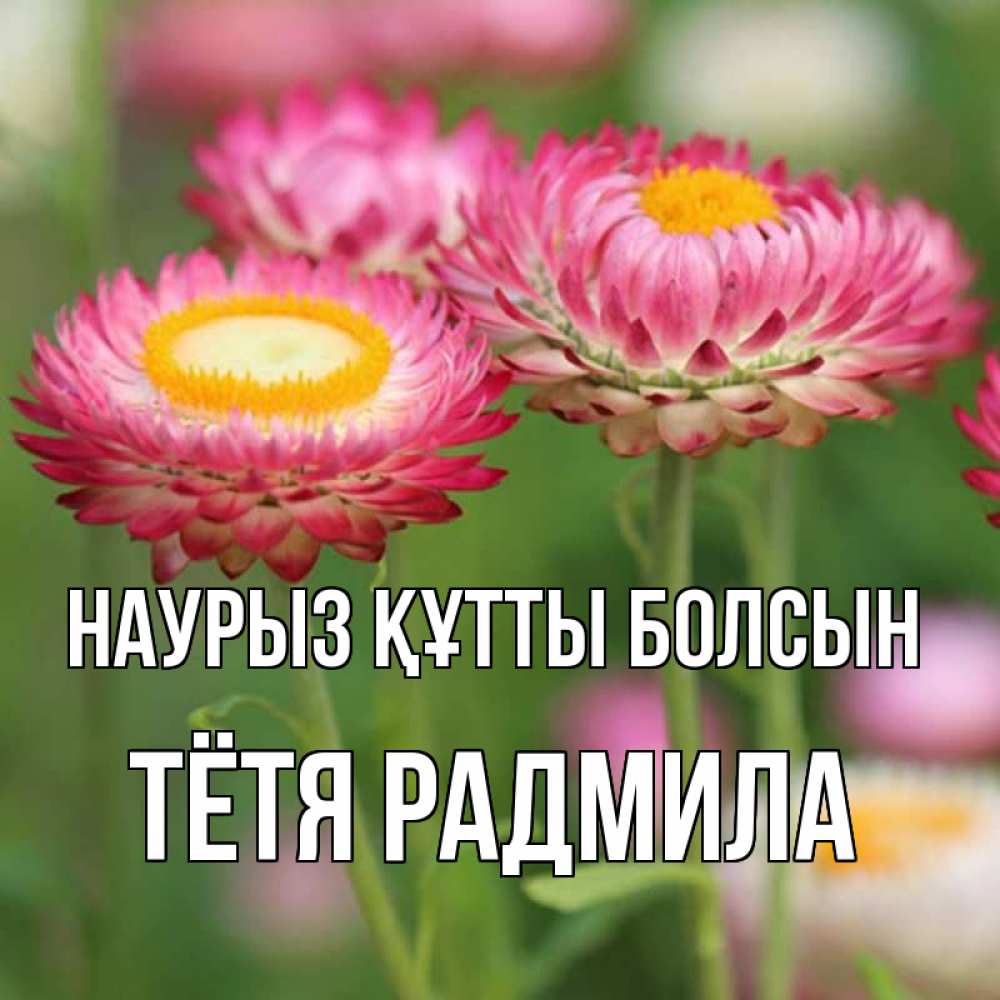 Открытка на каждый день с именем, Тётя-Радмила Наурыз құтты болсын подарок на международный женский день Прикольная открытка с пожеланием онлайн скачать бесплатно 