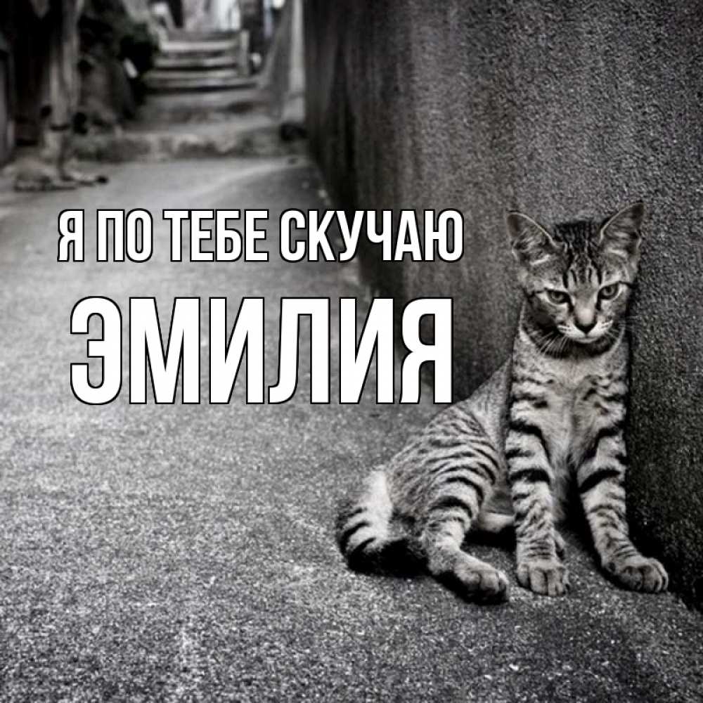 Открытка на каждый день с именем, Эмилия Я по тебе скучаю одиноко котику Прикольная открытка с пожеланием онлайн скачать бесплатно 