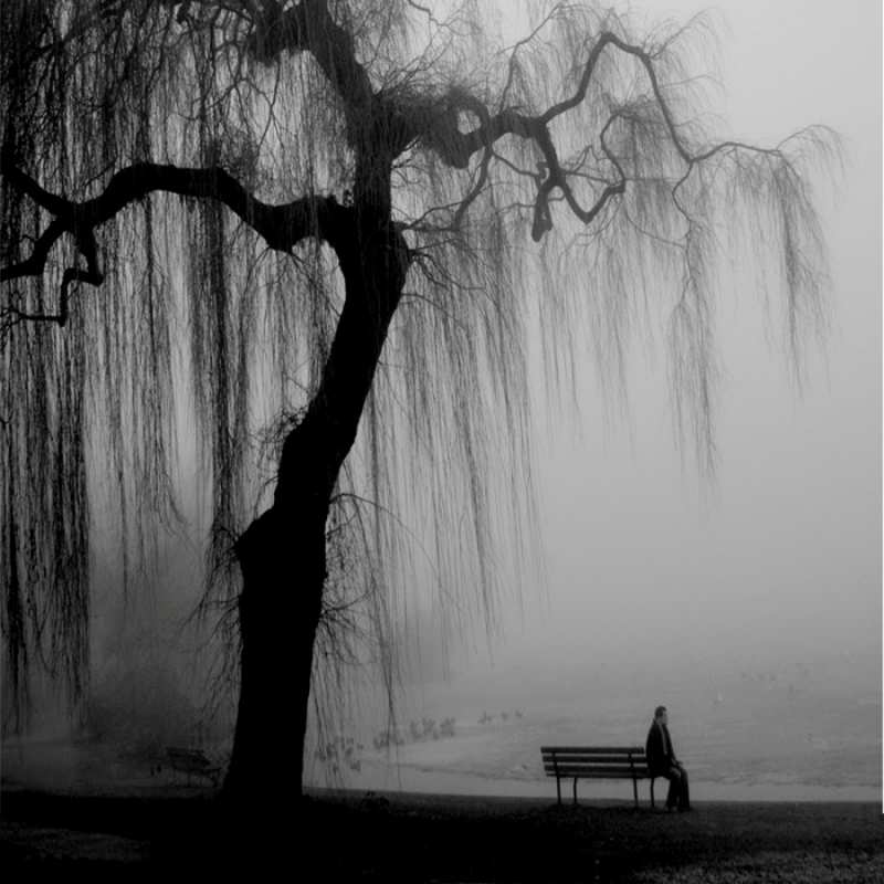 Открытка плаксивое дерево  лавочка под деревом я жду тебя  Я по тебе скучаю 