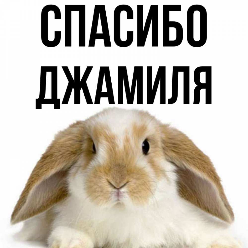 Картинки С Именами Джамиля