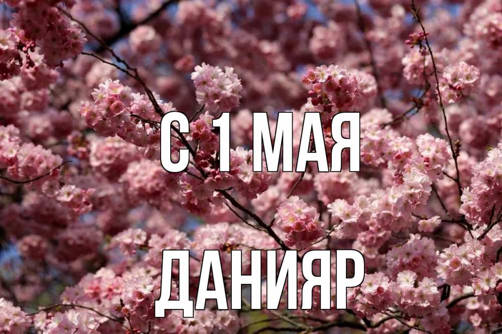 Открытка на каждый день с именем, Данияр С 1 мая С 1 мая Прикольная открытка с пожеланием онлайн скачать бесплатно 
