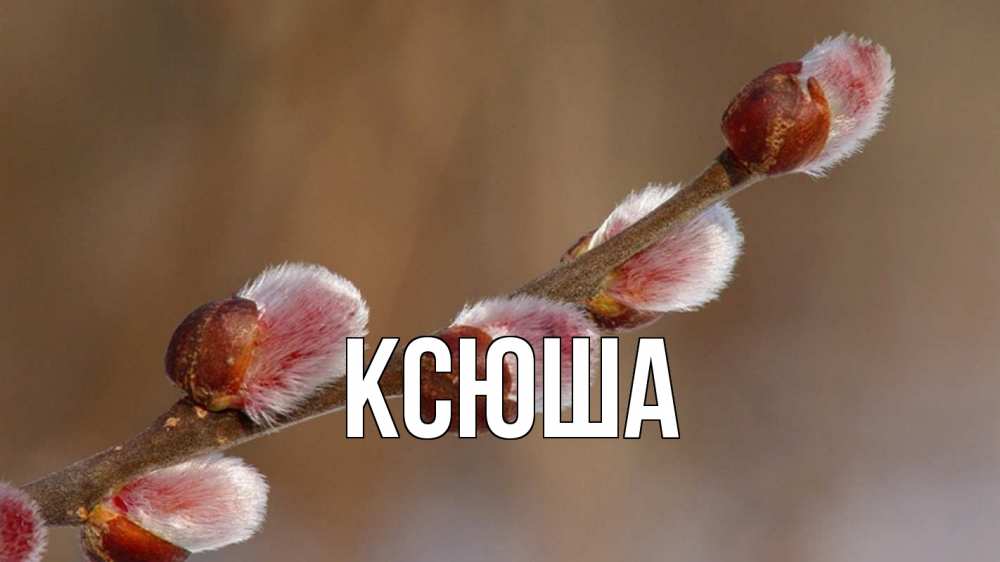 Открытка на каждый день с именем, Ксюша Главная верба Прикольная открытка с пожеланием онлайн скачать бесплатно 