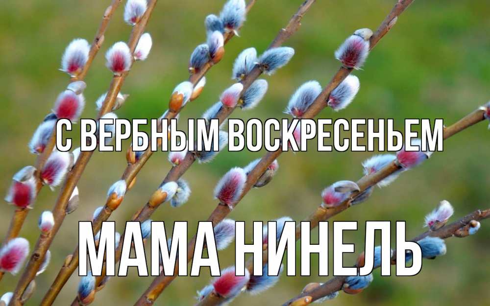 Открытка на каждый день с именем, Мама-Нинель С вербным воскресеньем верба Прикольная открытка с пожеланием онлайн скачать бесплатно 
