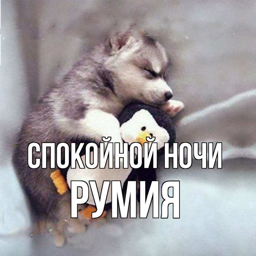 Открытка на каждый день с именем, Румия Спокойной ночи обнимашки щенка и пингвина Прикольная открытка с пожеланием онлайн скачать бесплатно 