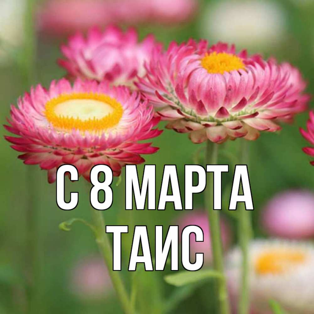 Открытка на каждый день с именем, Таис С 8 марта подарок на международный женский день Прикольная открытка с пожеланием онлайн скачать бесплатно 