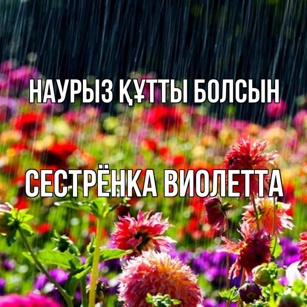 Открытка на каждый день с именем, Сестрёнка-Виолетта Наурыз құтты болсын цветы под дождиком к наурызу Прикольная открытка с пожеланием онлайн скачать бесплатно 