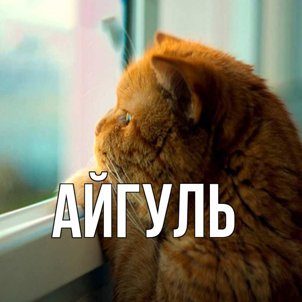 Открытка на каждый день с именем, Айгуль Главная большой огромный рыжий котяра Прикольная открытка с пожеланием онлайн скачать бесплатно 