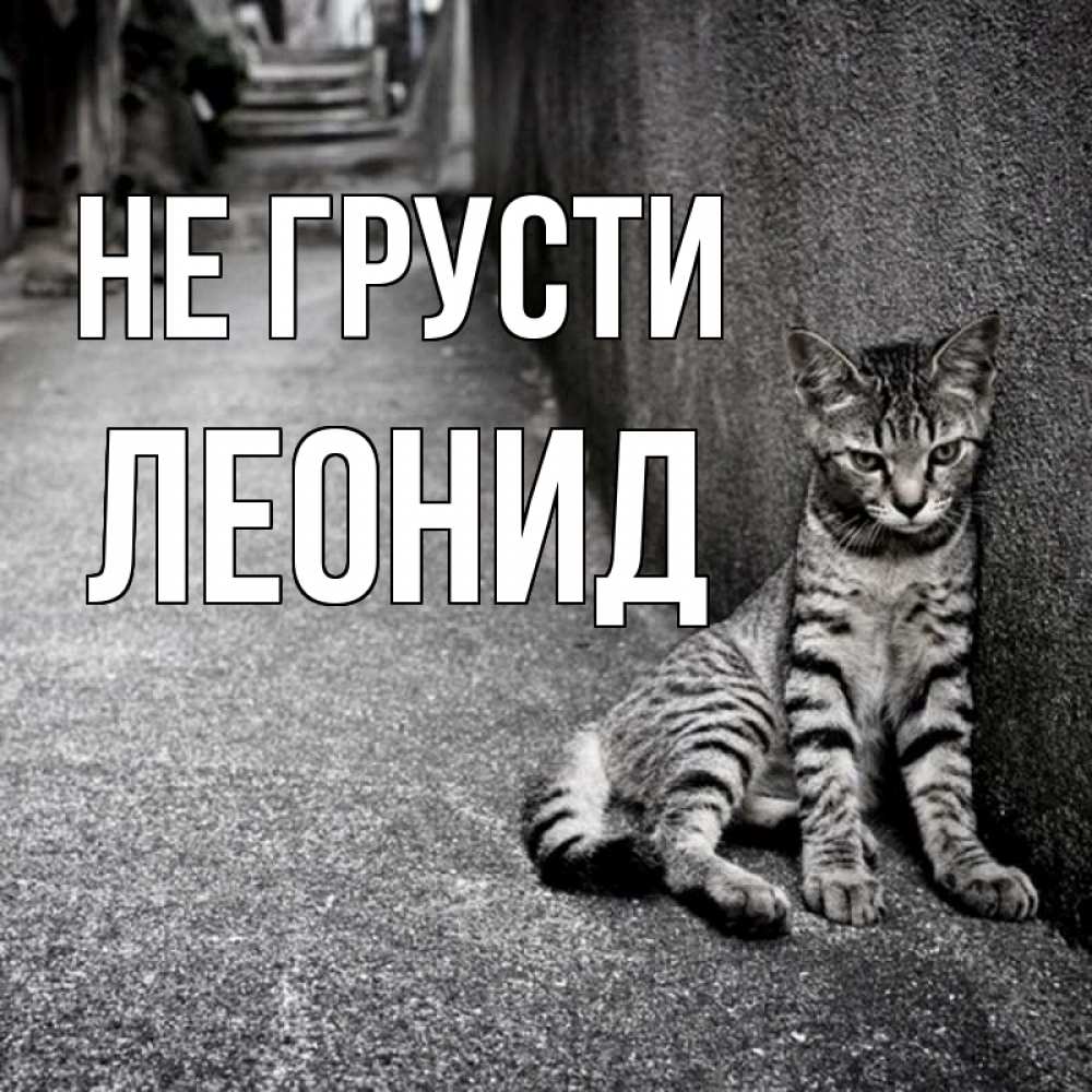 Открытка на каждый день с именем, Леонид Не грусти скучающий котик Прикольная открытка с пожеланием онлайн скачать бесплатно 