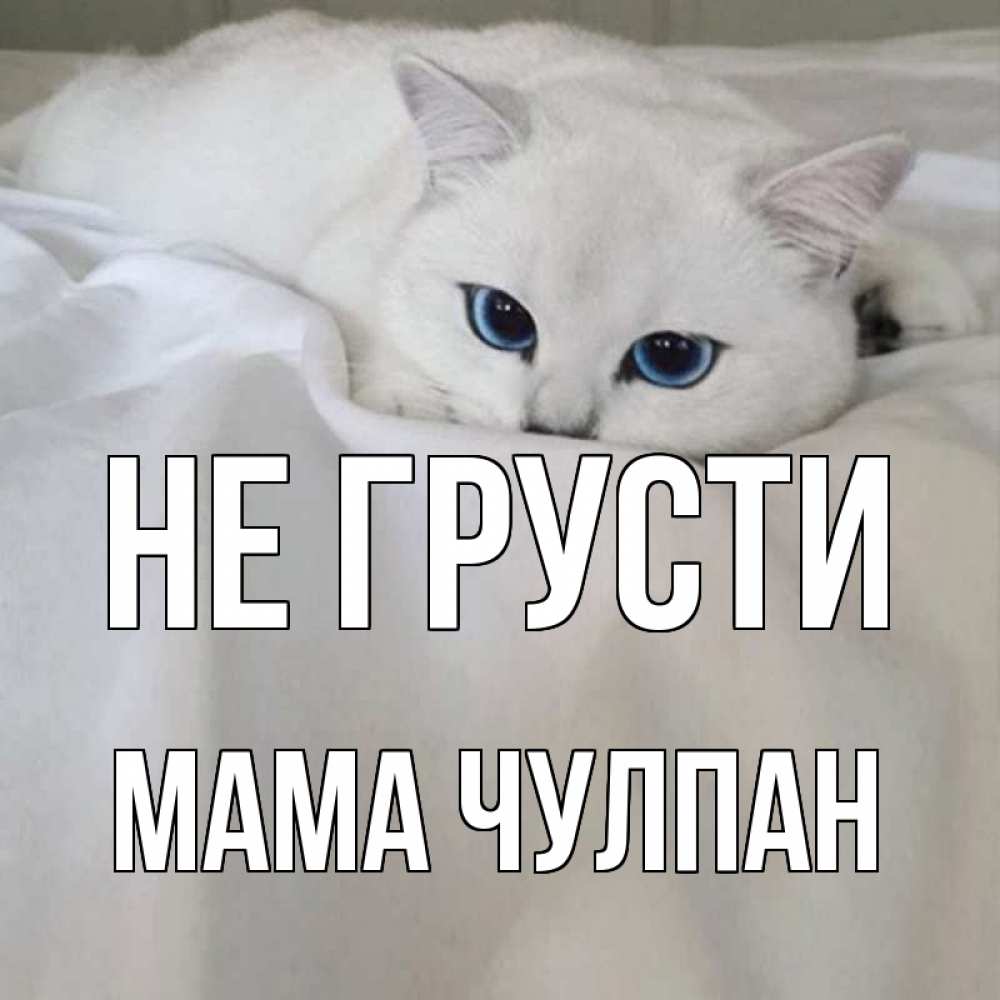 Открытка на каждый день с именем, Мама-Чулпан Не грусти белый кот с голубыми глазами на белоснежной кровати Прикольная открытка с пожеланием онлайн скачать бесплатно 