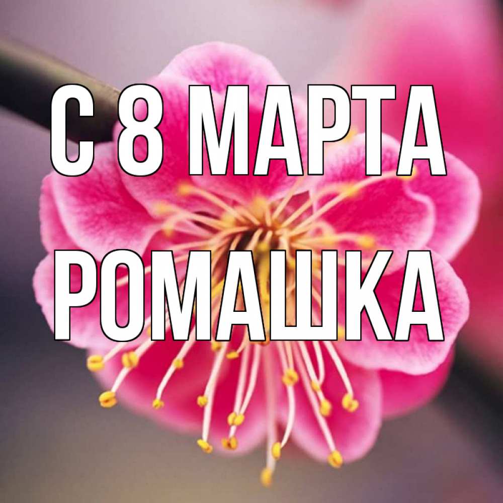 Открытка на каждый день с именем, Ромашка С 8 МАРТА цветы Прикольная открытка с пожеланием онлайн скачать бесплатно 