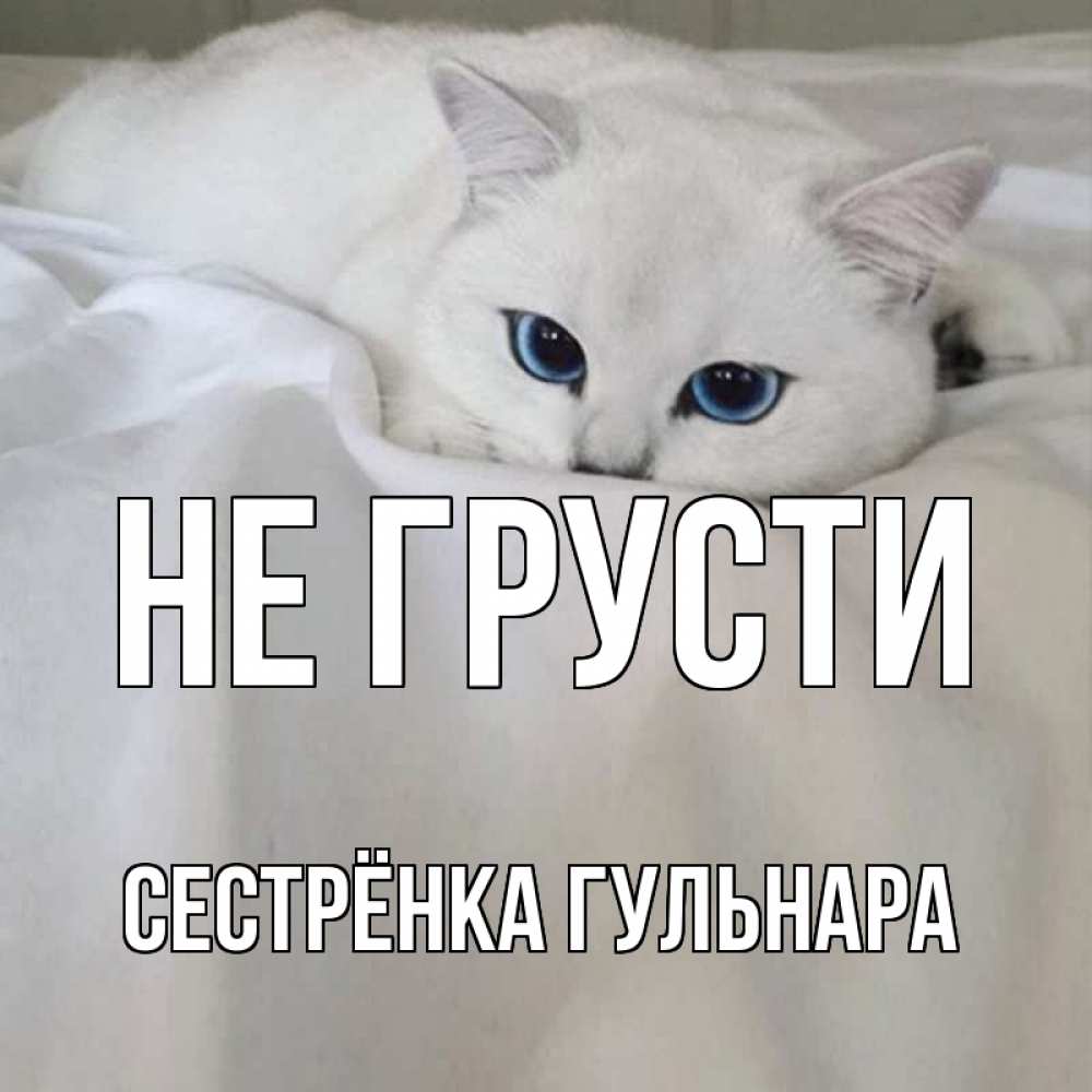 Открытка на каждый день с именем, Сестрёнка-Гульнара Не грусти белый кот с голубыми глазами на белоснежной кровати Прикольная открытка с пожеланием онлайн скачать бесплатно 