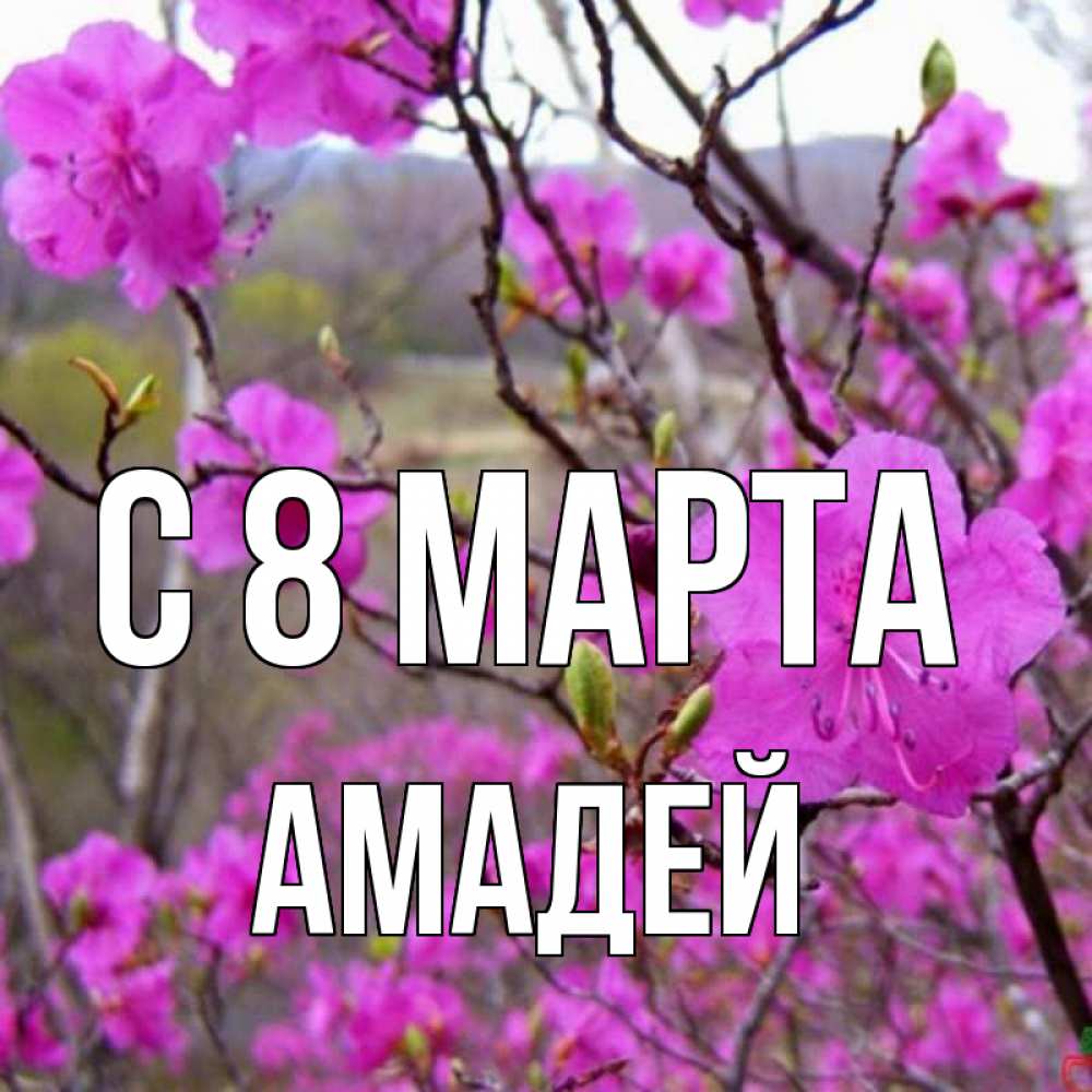 Открытка на каждый день с именем, Амадей С 8 МАРТА международный женский день Прикольная открытка с пожеланием онлайн скачать бесплатно 