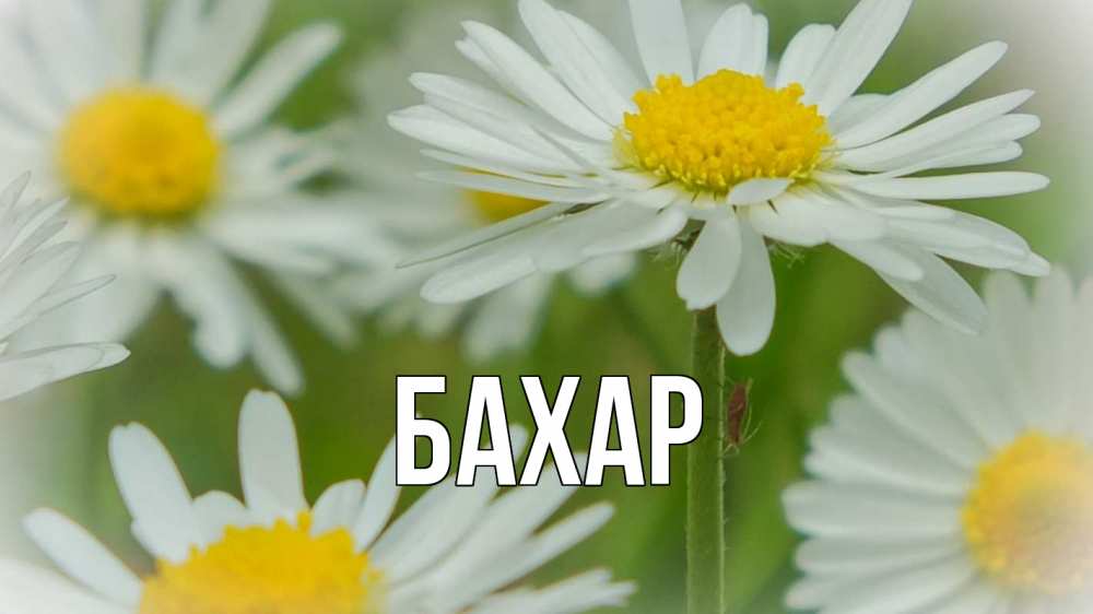 Открытка на каждый день с именем, Бахар Главная с днем семьи  1 Прикольная открытка с пожеланием онлайн скачать бесплатно 