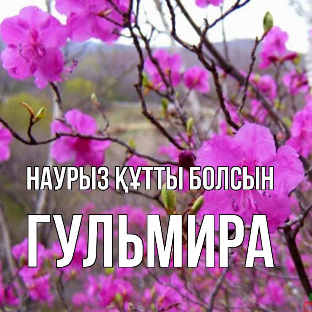 Открытка на каждый день с именем, Гульмира Наурыз құтты болсын наурыз мейрамы кутты болсын Прикольная открытка с пожеланием онлайн скачать бесплатно 