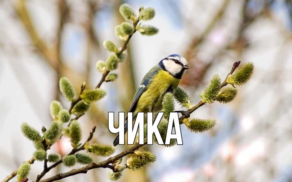 Открытка на каждый день с именем, Чика Главная верба Прикольная открытка с пожеланием онлайн скачать бесплатно 