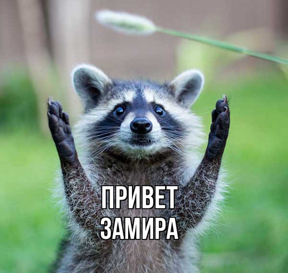 Открытка на каждый день с именем, Замира Привет животные Прикольная открытка с пожеланием онлайн скачать бесплатно 