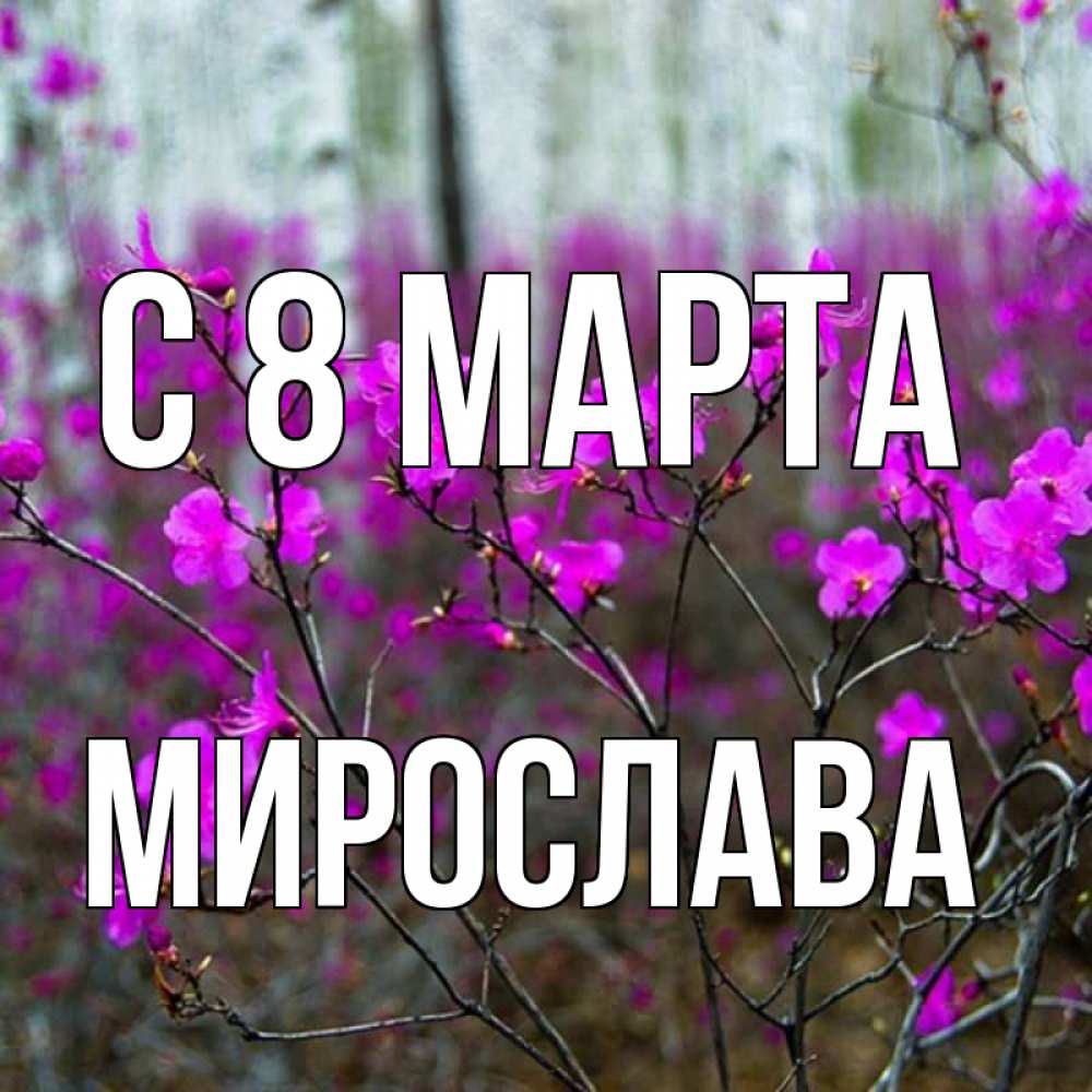 Открытка на каждый день с именем, Мирослава С 8 МАРТА дикие цветы Прикольная открытка с пожеланием онлайн скачать бесплатно 