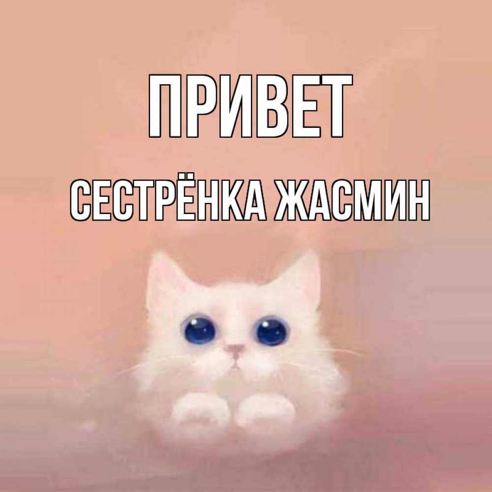 Открытка на каждый день с именем, Сестрёнка-Жасмин Привет котик белый в полете Прикольная открытка с пожеланием онлайн скачать бесплатно 
