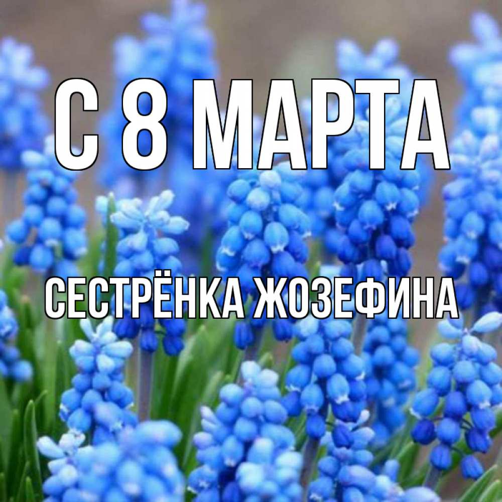 Открытка на каждый день с именем, Сестрёнка-Жозефина С 8 МАРТА Поздравительная открытка для женщин с цветами на праздничную дату Прикольная открытка с пожеланием онлайн скачать бесплатно 