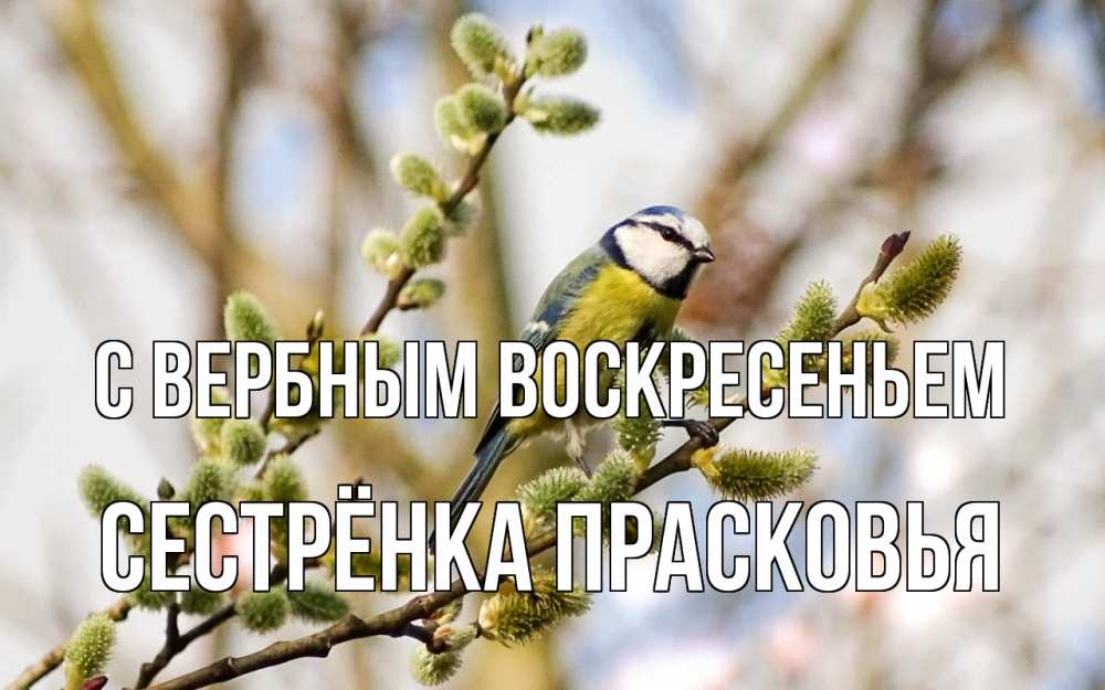 Открытка на каждый день с именем, Сестрёнка-Прасковья С вербным воскресеньем верба Прикольная открытка с пожеланием онлайн скачать бесплатно 