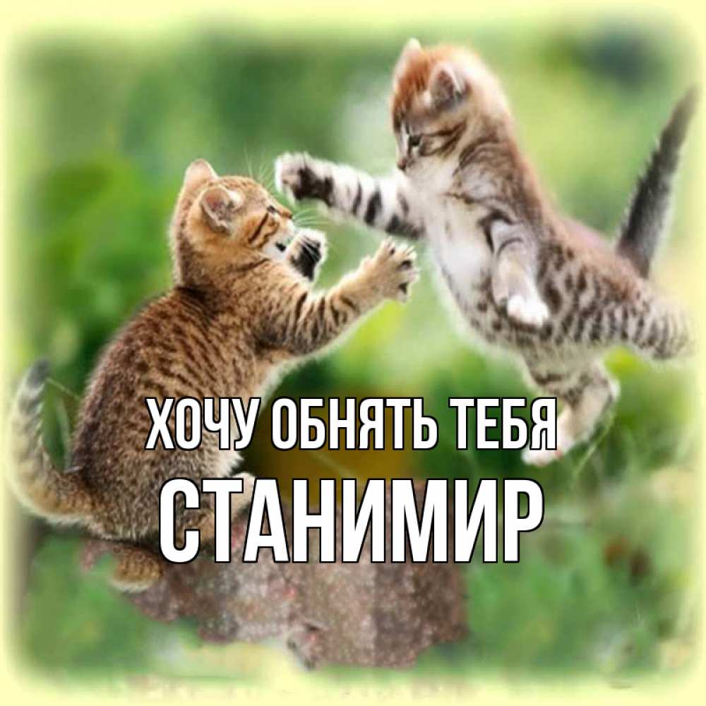 Открытка на каждый день с именем, Станимир Хочу обнять тебя игры котят Прикольная открытка с пожеланием онлайн скачать бесплатно 