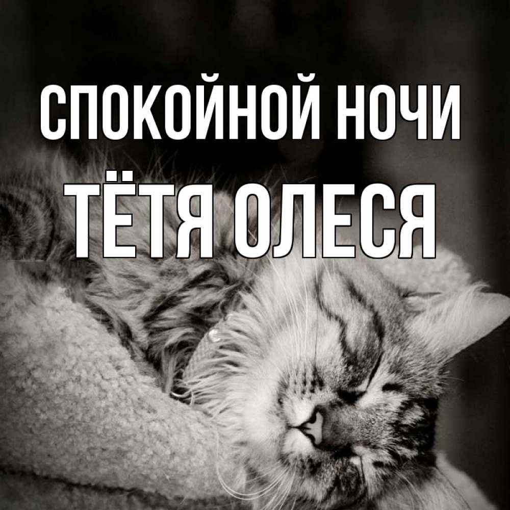 Открытка на каждый день с именем, Тётя-Олеся Спокойной ночи котярик пушистый Прикольная открытка с пожеланием онлайн скачать бесплатно 