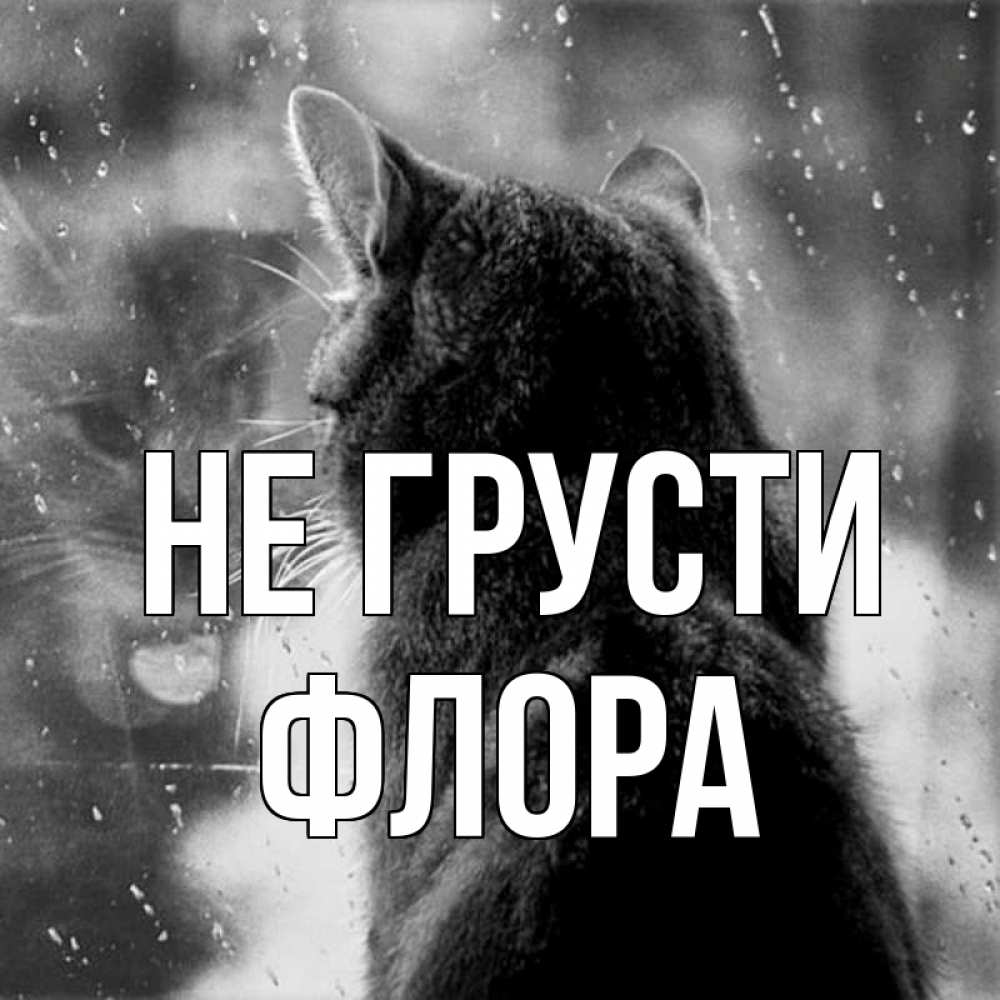Открытка на каждый день с именем, Флора Не грусти отражение кота 1 Прикольная открытка с пожеланием онлайн скачать бесплатно 