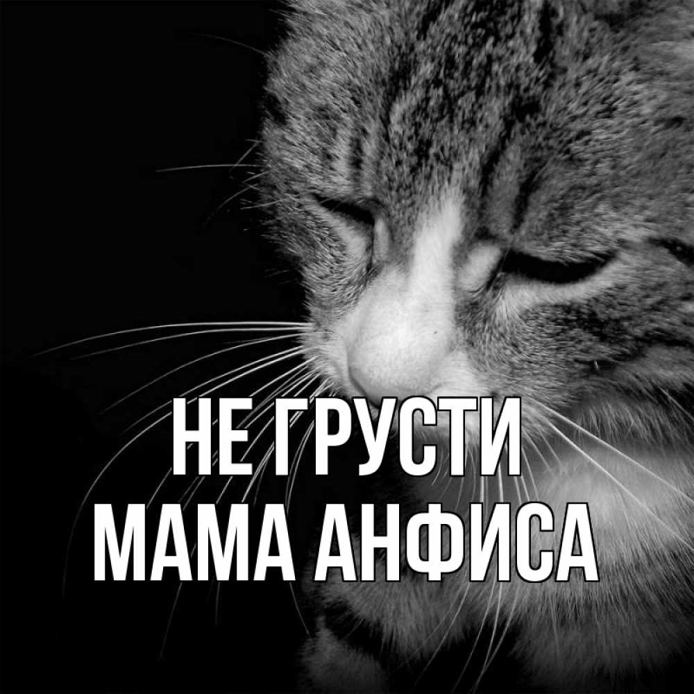 Открытка на каждый день с именем, Мама-Анфиса Не грусти грустный котик Прикольная открытка с пожеланием онлайн скачать бесплатно 
