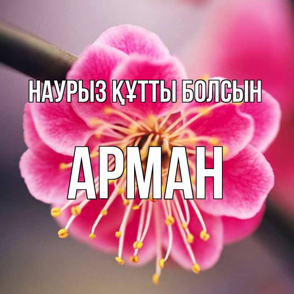 Открытка на каждый день с именем, Арман Наурыз құтты болсын цветы Прикольная открытка с пожеланием онлайн скачать бесплатно 