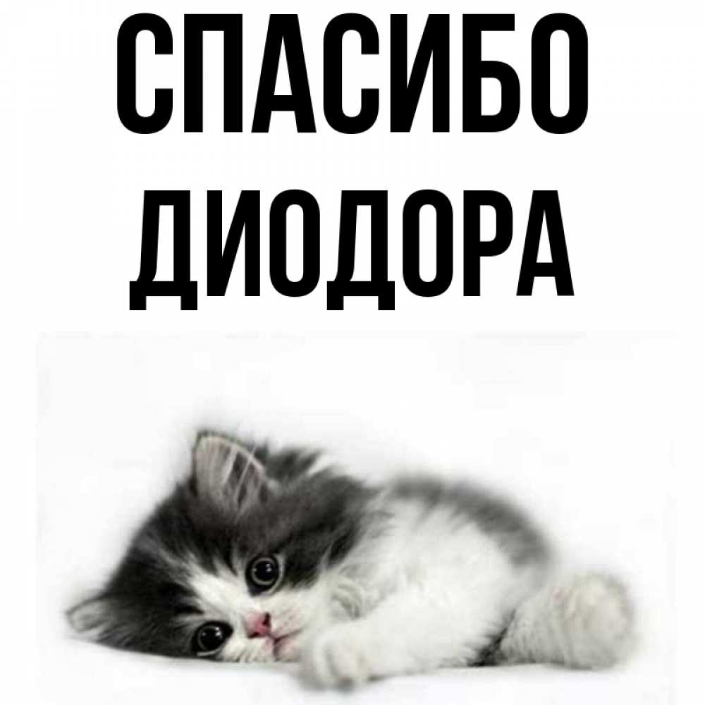 Открытка на каждый день с именем, Диодора Спасибо черный и белый кот Прикольная открытка с пожеланием онлайн скачать бесплатно 