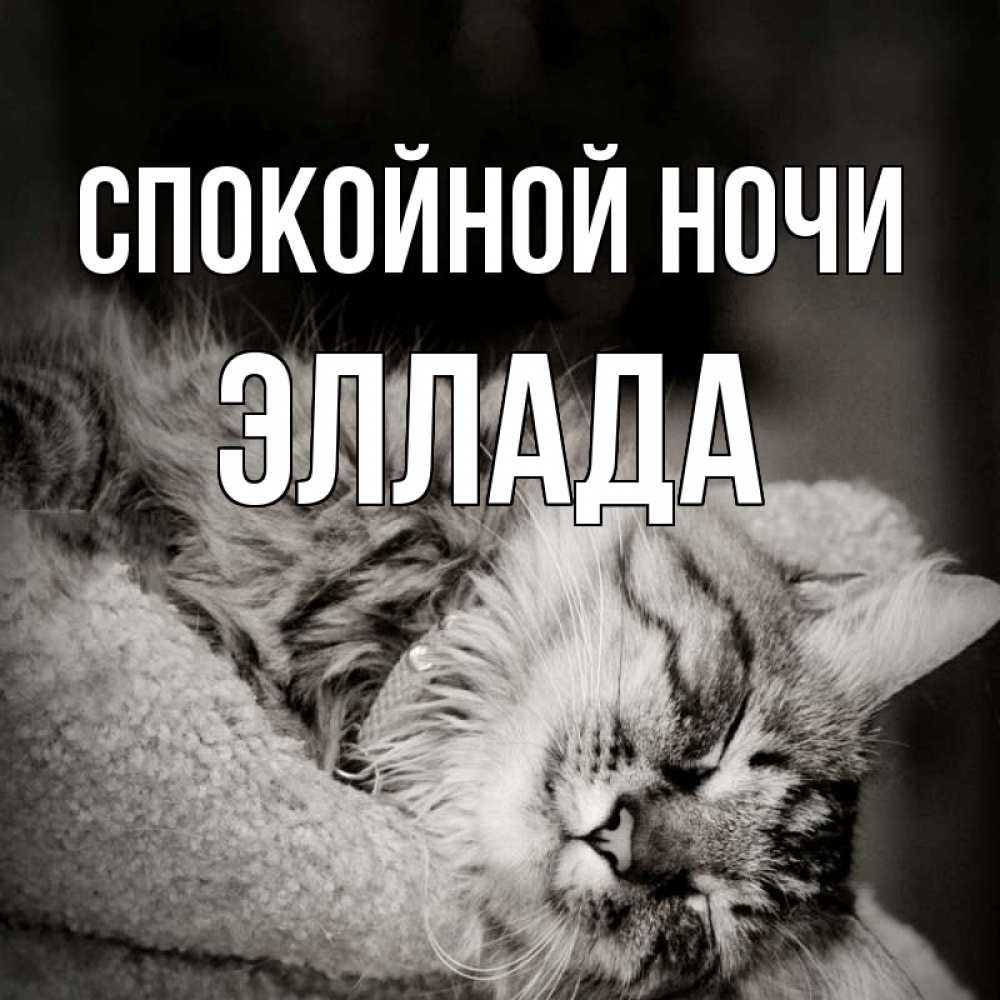 Открытка на каждый день с именем, Эллада Спокойной ночи котярик пушистый Прикольная открытка с пожеланием онлайн скачать бесплатно 