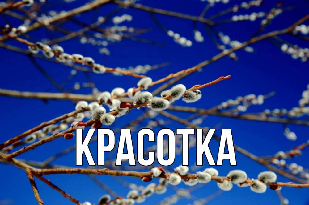 Открытка на каждый день с именем, красотка Главная верба Прикольная открытка с пожеланием онлайн скачать бесплатно 