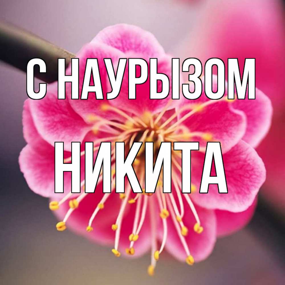 Открытка на каждый день с именем, Никита С наурызом цветы Прикольная открытка с пожеланием онлайн скачать бесплатно 