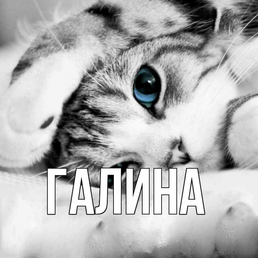 Открытка на каждый день с именем, Галина Главная кот устал Прикольная открытка с пожеланием онлайн скачать бесплатно 