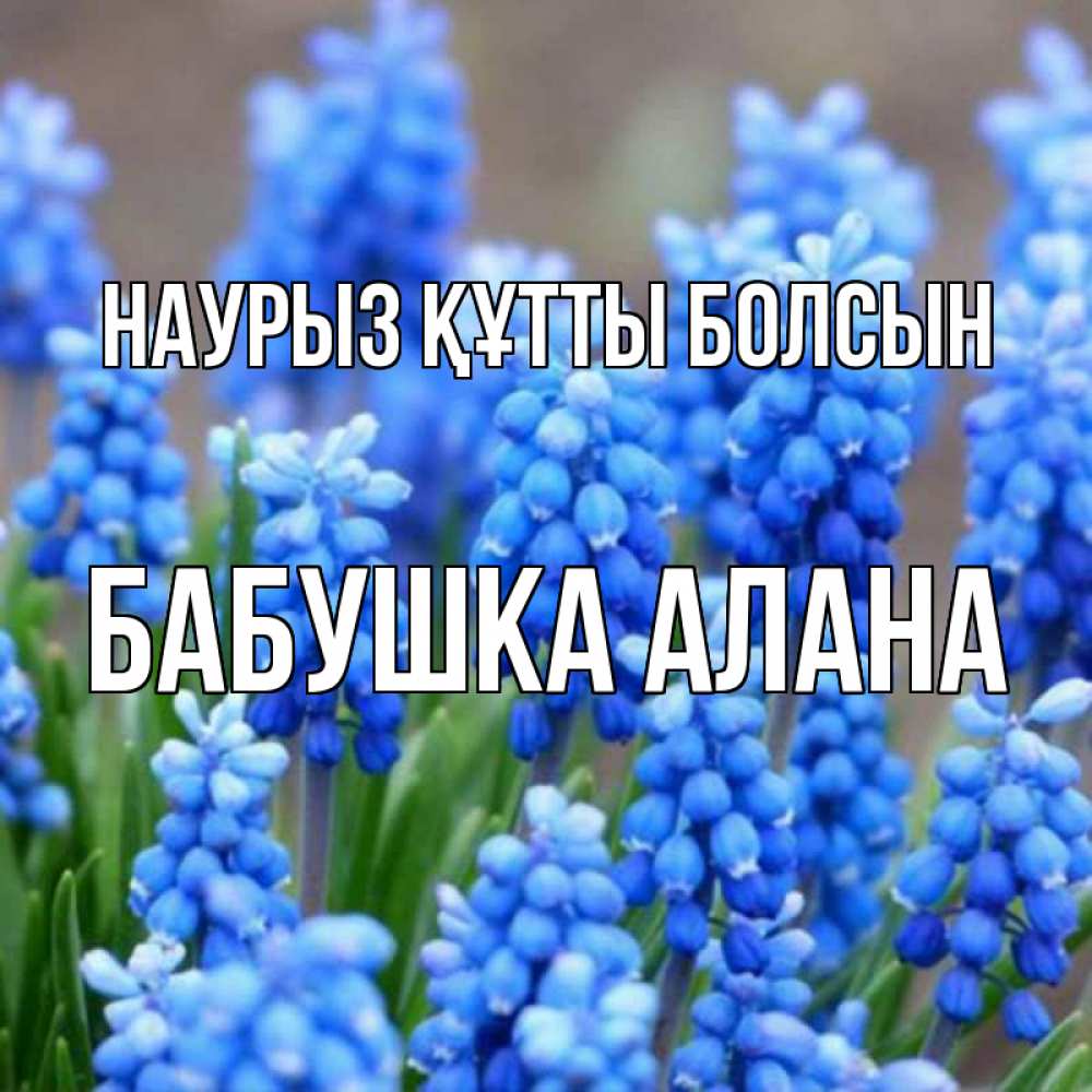 Открытка на каждый день с именем, Бабушка-Алана Наурыз құтты болсын Поздравительная открытка для женщин с цветами на праздничную дату Прикольная открытка с пожеланием онлайн скачать бесплатно 