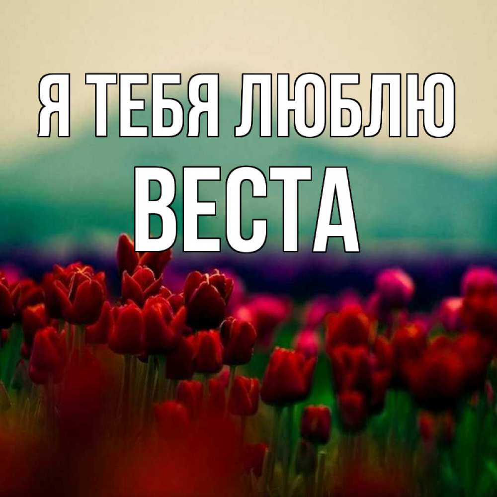 Открытка на каждый день с именем, Веста Я тебя люблю тюльпаны 4 Прикольная открытка с пожеланием онлайн скачать бесплатно 