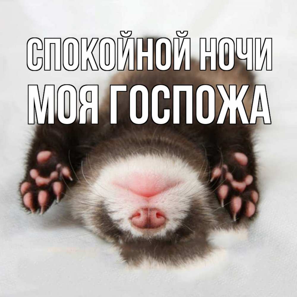 Открытка на каждый день с именем, Моя-Госпожа Спокойной ночи зверек Прикольная открытка с пожеланием онлайн скачать бесплатно 
