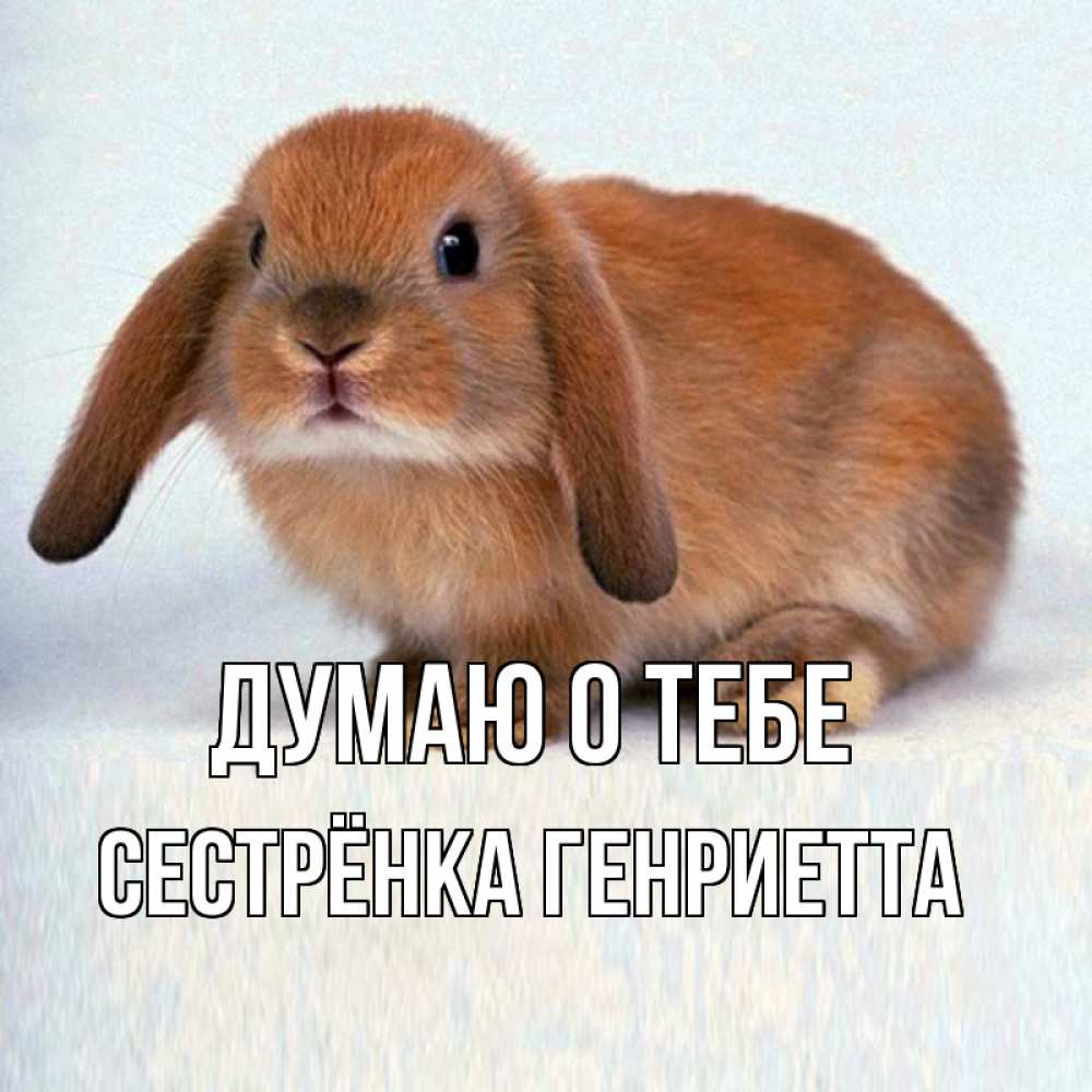 Открытка на каждый день с именем, Сестрёнка-Генриетта Думаю о тебе кроль коричневый Прикольная открытка с пожеланием онлайн скачать бесплатно 