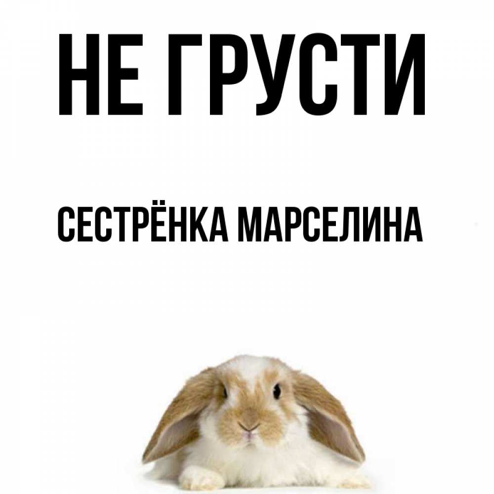 Открытка на каждый день с именем, Сестрёнка-Марселина Не грусти коричнево белый заяц с большими ушками Прикольная открытка с пожеланием онлайн скачать бесплатно 